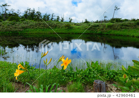 八幡沼近くの沼のニッコウキスゲとミヤマホタルイ　岩手県八幡平市 42960461