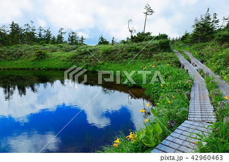 八幡沼近くの沼のニッコウキスゲとミヤマホタルイ　岩手県八幡平市 42960463
