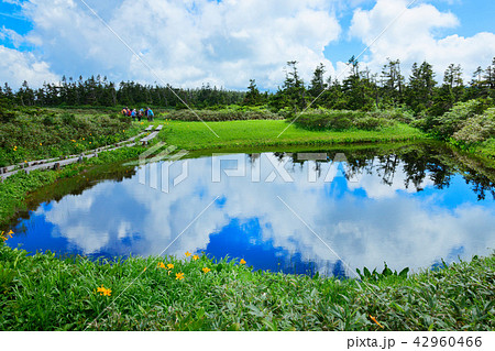 八幡沼近くの沼のニッコウキスゲとミヤマホタルイ 岩手県八幡平市 八幡沼近くの沼のニッコウキスゲとミヤマホタルイ 岩手県八幡平市 42960466
