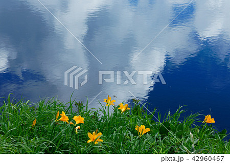 八幡沼近くの沼のニッコウキスゲとミヤマホタルイ 岩手県八幡平市 八幡沼近くの沼のニッコウキスゲとミヤマホタルイ 岩手県八幡平市 42960467