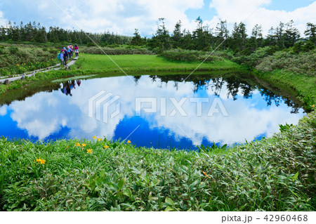 八幡沼近くの沼のニッコウキスゲとミヤマホタルイ　岩手県八幡平市 42960468