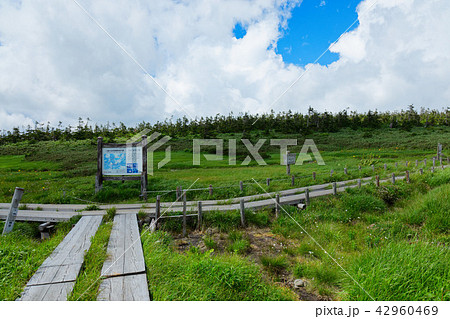 八幡平湿原の源太分かれとニッコウキスゲなど　岩手県八幡平市 42960469