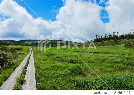 八幡平湿原の木道とニッコウキスゲなど 岩手県八幡平市 八幡平湿原の木道とニッコウキスゲなど 岩手県八幡平市 42960471