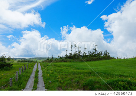 八幡平湿原の木道とニッコウキスゲなど 岩手県八幡平市 八幡平湿原の木道とニッコウキスゲなど 岩手県八幡平市 42960472