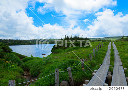 八幡平湿原の八幡沼沿いの木道とニッコウキスゲなど 岩手県八幡平市 八幡平湿原の八幡沼沿いの木道とニッコウキスゲなど 岩手県八幡平市 42960473
