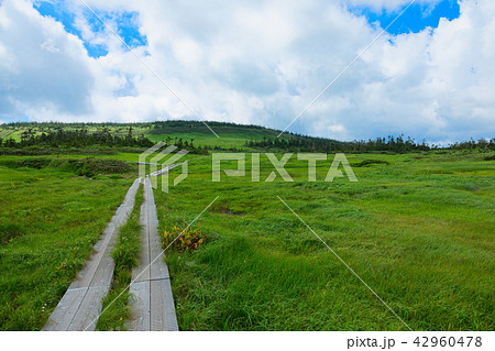 八幡平湿原の木道沿いのニッコウキスゲなど 岩手県八幡平市 八幡平湿原の木道沿いのニッコウキスゲなど 岩手県八幡平市 42960478