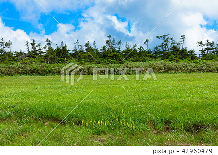 八幡平湿原の木道沿いのキンコウカなど　岩手県八幡平市 42960479