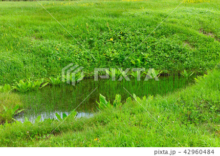 八幡平湿原の池塘のミヤマホタルイ　岩手県八幡平市 42960484