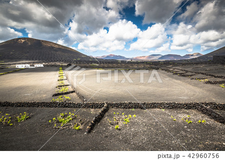 Vineyards in La Geria, Lanzarote, canary islands, 42960756