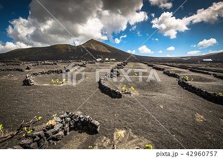 Vineyards in La Geria, Lanzarote, canary islands 42960757