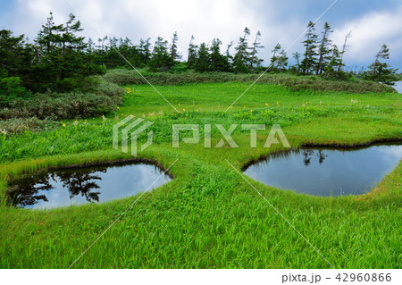 八幡沼沿いの池塘とニッコウキスゲ　夏の八幡平　岩手県八幡平市 42960866