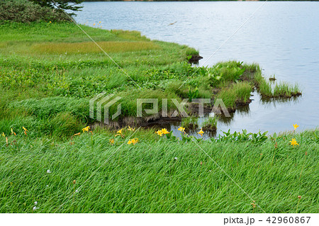 八幡沼と水辺のニッコウキスゲ 八幡沼と水辺のニッコウキスゲ 42960867