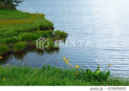 八幡沼と水辺のニッコウキスゲ 42960868