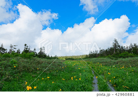 八幡平の木道とニッコウキスゲ 岩手県八幡平市 八幡平の木道とニッコウキスゲ 岩手県八幡平市 42960881