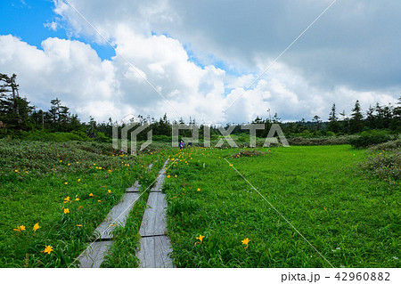 八幡平の木道とニッコウキスゲ 岩手県八幡平市 八幡平の木道とニッコウキスゲ 岩手県八幡平市 42960882