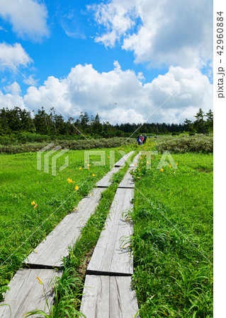 八幡平の木道とニッコウキスゲ　岩手県八幡平市 42960884
