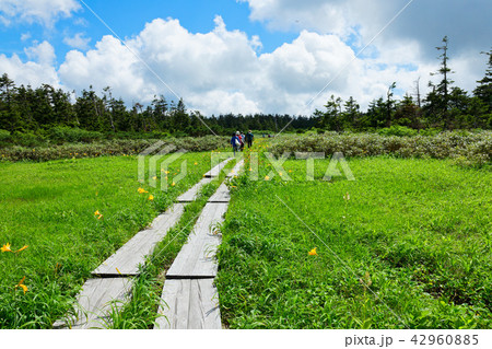 八幡平の木道とニッコウキスゲ 岩手県八幡平市 八幡平の木道とニッコウキスゲ 岩手県八幡平市 42960885