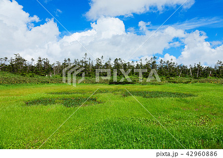 八幡平湿原の池塘のミツガシワとニッコウキスゲなど 岩手県八幡平市 八幡平湿原の池塘のミツガシワとニッコウキスゲなど 岩手県八幡平市 42960886