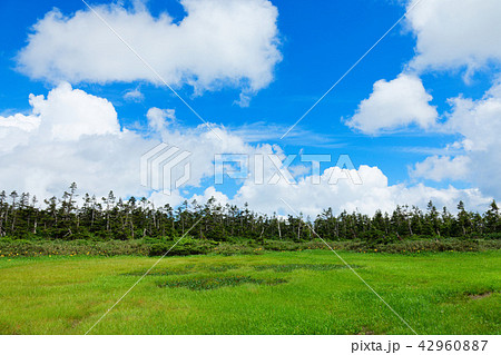 八幡平湿原の池塘のミツガシワとニッコウキスゲなど 岩手県八幡平市 八幡平湿原の池塘のミツガシワとニッコウキスゲなど 岩手県八幡平市 42960887