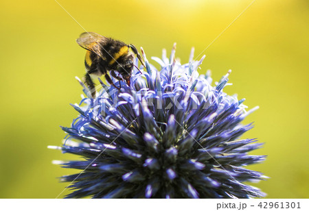 Bumble Bee on Echinops Bumble Bee on Echinops 42961301