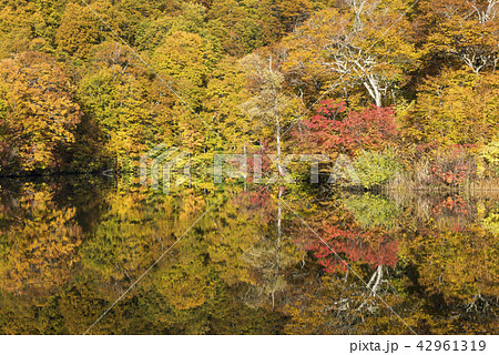 錦秋を写す雨飾高原の鎌池 42961319