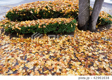 黄葉した落葉 黄葉した落葉 42961638