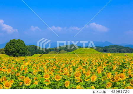 西都原古墳群とひまわり畑 宮崎県西都市 の写真素材 西都原古墳群とひまわり畑 宮崎県西都市 の写真素材