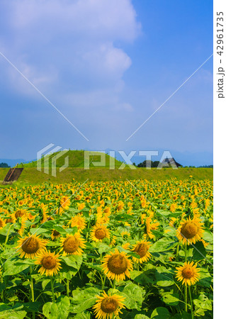 西都原古墳群とひまわり畑 宮崎県西都市 の写真素材