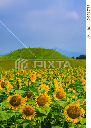 西都原古墳群とひまわり畑 宮崎県西都市 の写真素材