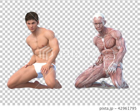 男性 解剖 筋肉 3DCG イラスト素材 男性 解剖 筋肉 3DCG イラスト素材 42961795