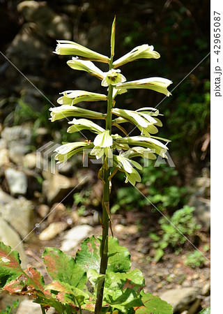 ウバユリ」 ウバユリ」 42965087