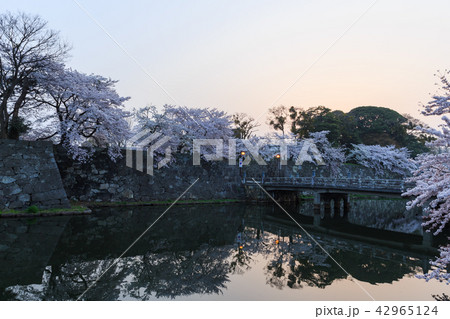 早朝の国宝彦根城と桜 42965124