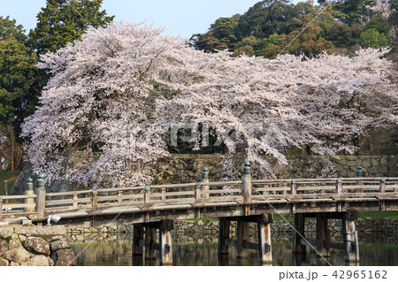 早朝の国宝彦根城と桜 早朝の国宝彦根城と桜 42965162