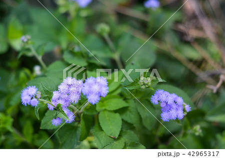 野生の花 野草 野花 42965317
