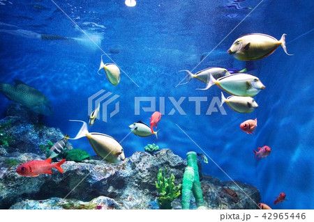 おたる水族館の人気者 おたる水族館の人気者 42965446