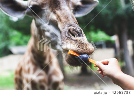 Giraffe eating carrot from tourist's hand 42965788