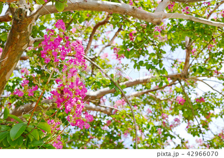 サルスベリの赤い花と枝葉 サルスベリの赤い花と枝葉 42966070