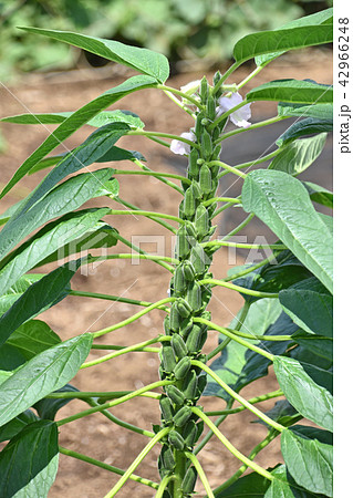 ゴマの花と実 42966248