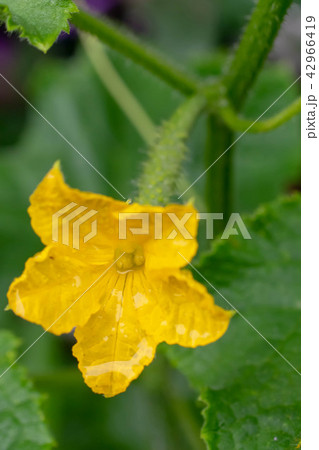 きゅうりの花 きゅうりの花 42966419