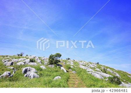 晴天の平尾台　登山道・九州自然歩道_羊群原内から吹上峠にむけて 42966481
