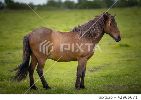 Icelandic Horses in summer ,Iceland. 42966671