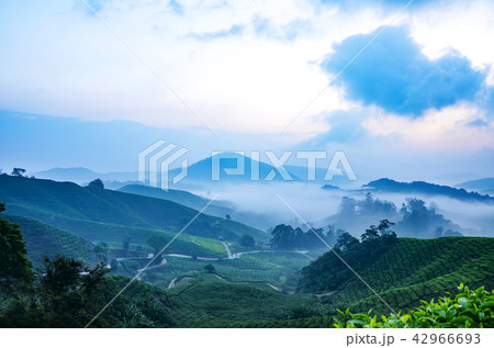 Beautiful scenery at tea farm during sunrise 42966693