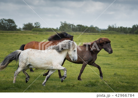 Icelandic Horses in summer ,Iceland. 42966784