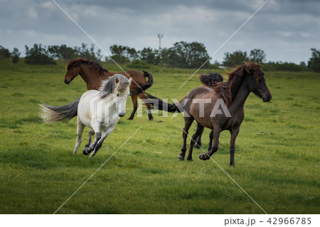 Icelandic Horses in summer ,Iceland. 42966785