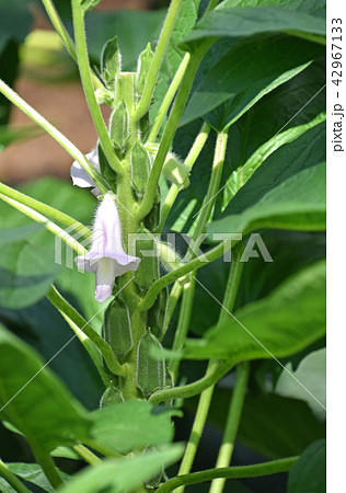 ゴマの花と実 42967133