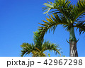 ヤシの木 42967298