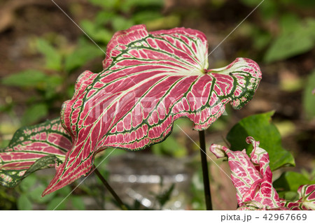 Close up of Red Mix Green Mix White of Caladium 42967669
