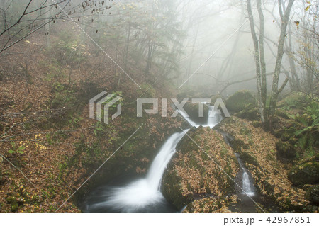 晩秋の森、静かな森に心地よい水音、山頂から霧が降りて来た風景。 晩秋の森、静かな森に心地よい水音、山頂から霧が降りて来た風景。 42967851