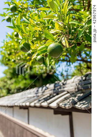 菊屋横丁(山口県萩市)の夏みかん 菊屋横丁(山口県萩市)の夏みかん 42967974