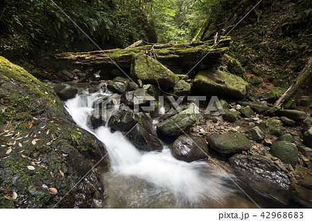 緑の森と奥十曽渓谷の支流の沢 42968683